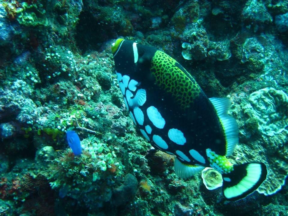Soka Amed Beach Oda fotoğraf